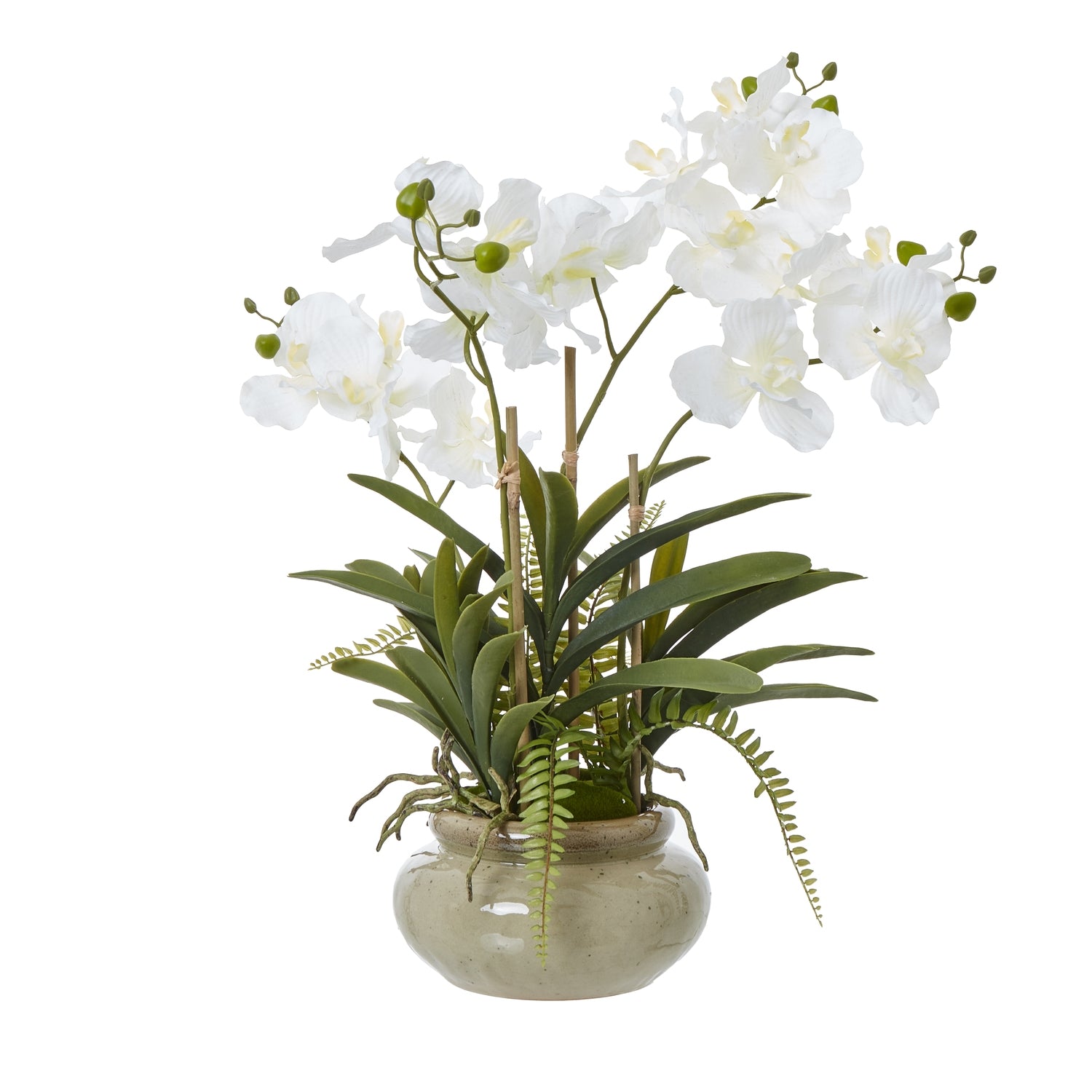 White Vanda Orchid Plant In Ceramic Pot image 0